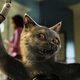 Illustration for article titled Cats And Dogs 2 will be the in-flight movie on the plane ride to Hell